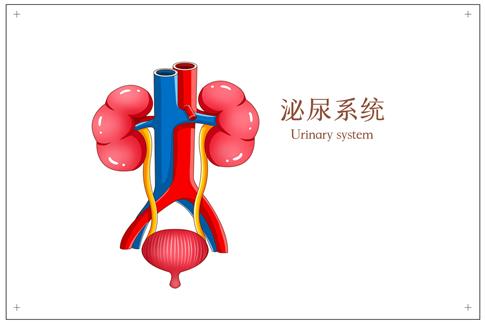 1710407206909808.jpg 攝圖網(wǎng)_401791916_泌尿系統(tǒng)醫(yī)療插畫(huà)(企業(yè)商用).jpg